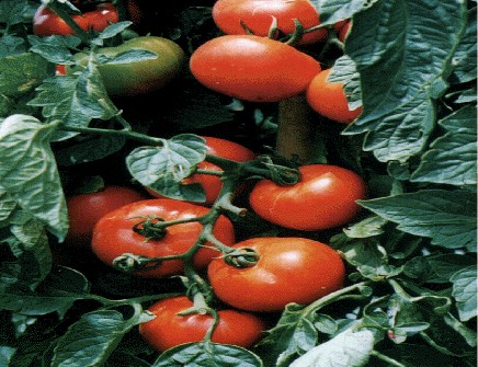tomate.gif (110193 bytes)